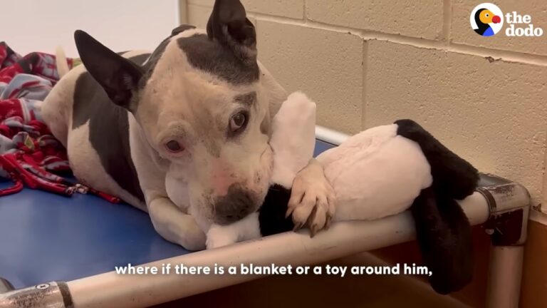 Washington Senior Dog Was The Shelter’s Longest Resident, Until One Lovable Quirk Changed His Fate