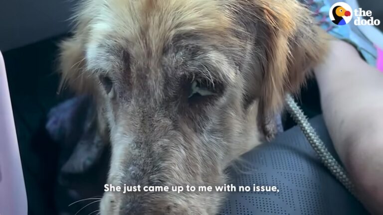 Terribly Thin Golden Retriever Was Left Wandering The Streets Of Texas Until Her Response To One Question Raised Questions About Her Past
