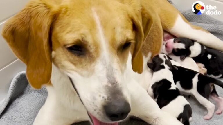 Georgia Foster Mom Sits With Pregnant Dog For Six Hours And Witnesses A Beautiful Miracle