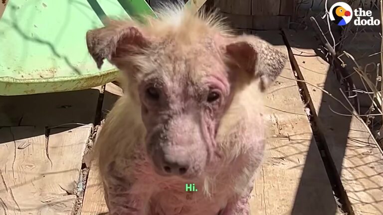 Texas Rescuer Finds Two Sick Puppies In An Abandoned Trailer And Refuses To Leave Them Behind