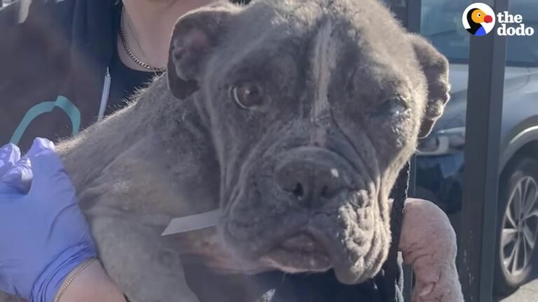 Heartbroken Puppy With Almost No Fur Waits For Someone To Notice Her In New York