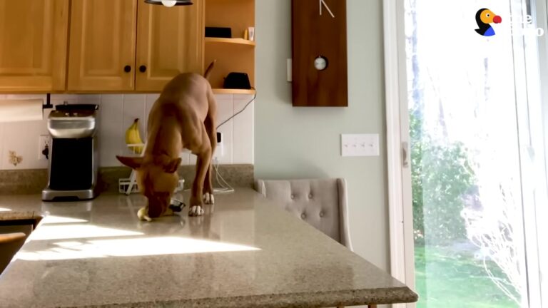 Clumsy Pennsylvania Dog Uly Is Convinced He Belongs With The Cats And Won’t Stop Copying Them