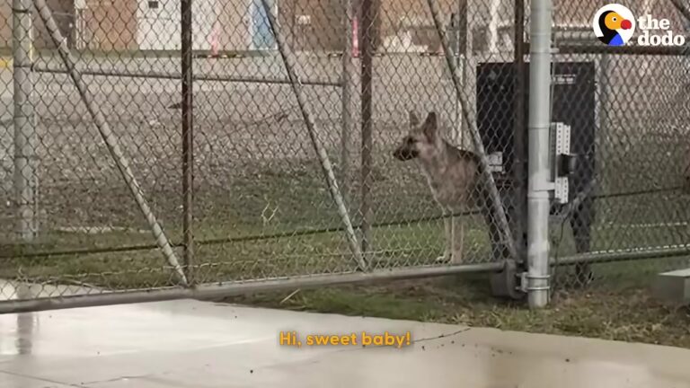 Texas Dog Lived Alone At A Water Facility Until One Worker Made A Life-Changing Decision