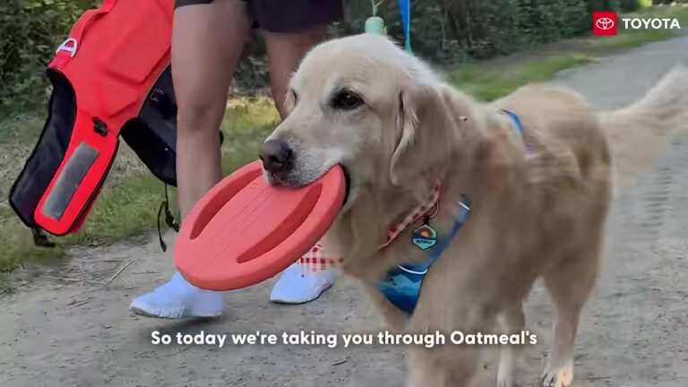 California Dog Diagnosed With Arthritis Gets A Perfect Day, And His Grandparents’ Backyard Surprise Is The Best Part