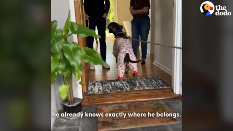 California Pittie Lost His Home Multiple Times, But One Heartbreaking Habit Shows He Hasn’t Given Up