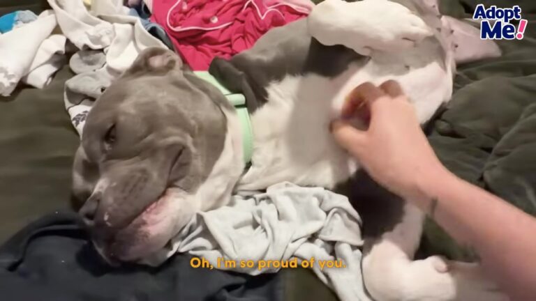 Texas Rescue Dog Hid In Her Crate For Days Until One Quiet Movie Night Changed Everything