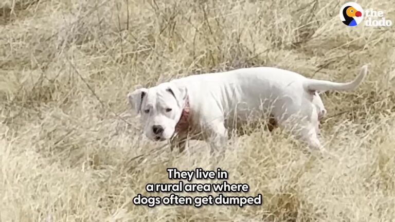 Texas Woman Notices Stray Dog Watching From The Trees, Then A Beautiful Transformation Unfolds