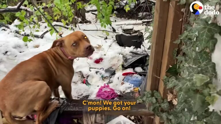 Missouri Dog Protected Her Puppies In A Freezing House Until A Kind Voice Changed Everything
