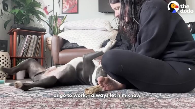 California Pit Bull Cannot See, So His Family Has Found A Special Way To Start Each Day