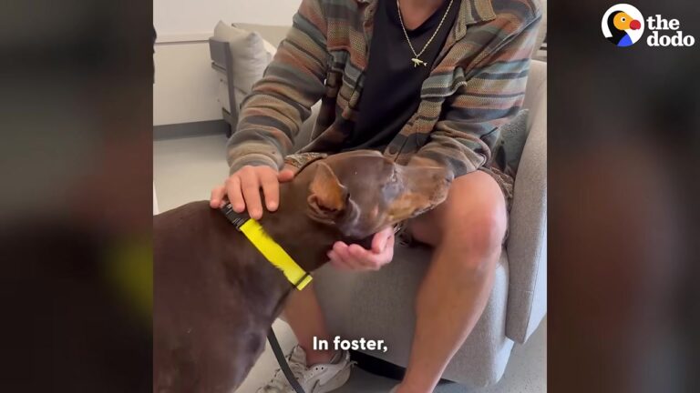 California Doberman Was Severely Overweight, But One Look At Her Foster Dad Changed Everything