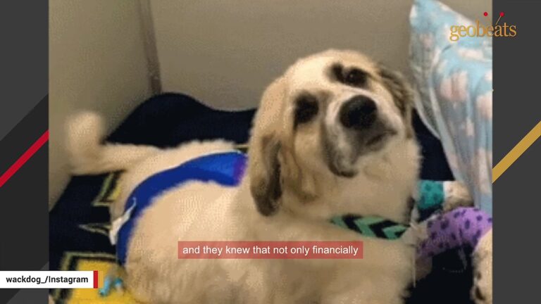 Terrified Georgia Puppy Was Run Over By A Work Truck, Leaving Her Family Facing An Impossible Choice