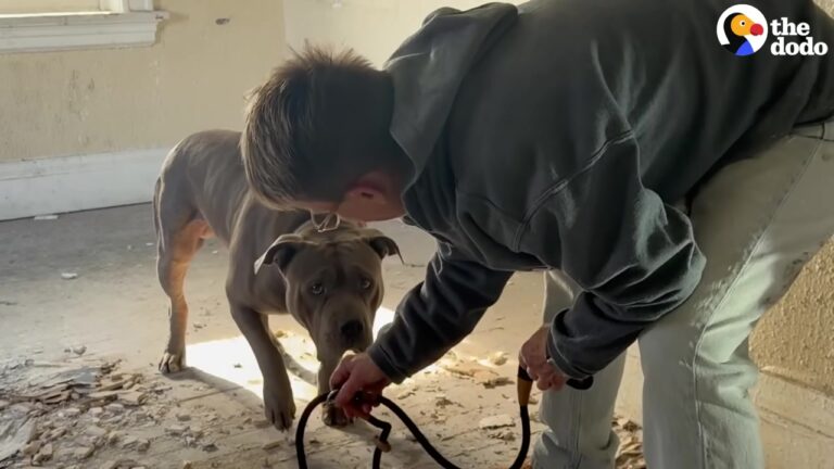 Missouri Dog Trapped In Abandoned Basement Gets The Creative Rescue He Desperately Needed