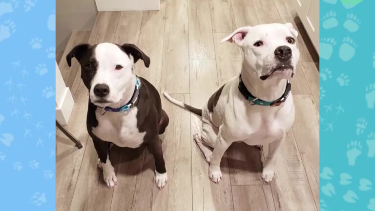 California Family Adopts One Puppy, But A Heartbreaking Instagram Post Brings His Brother Home