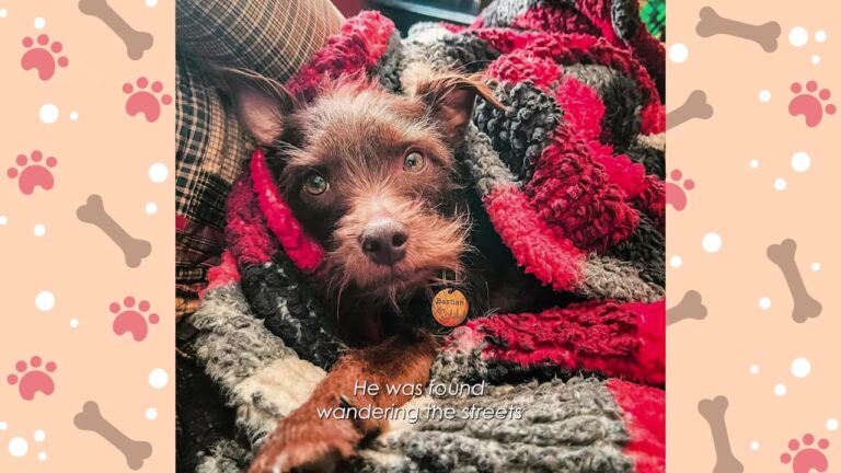 Quiet North Carolina Dog Was Left Behind At An Adoption Event As Every Other Puppy Found A Family