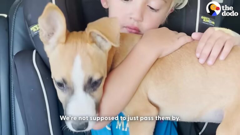 Heartbroken Texas Puppies Huddled Together In The Dirt After Someone Left Them In A Desolate Area