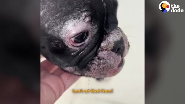 South Carolina Woman Finds Sick Frenchie Abandoned By The Road And Makes A Decision That Changes His Life