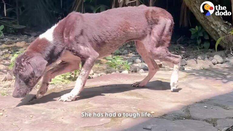 Heartbroken Dog Wandered Texas Streets Alone With Every Rib Showing