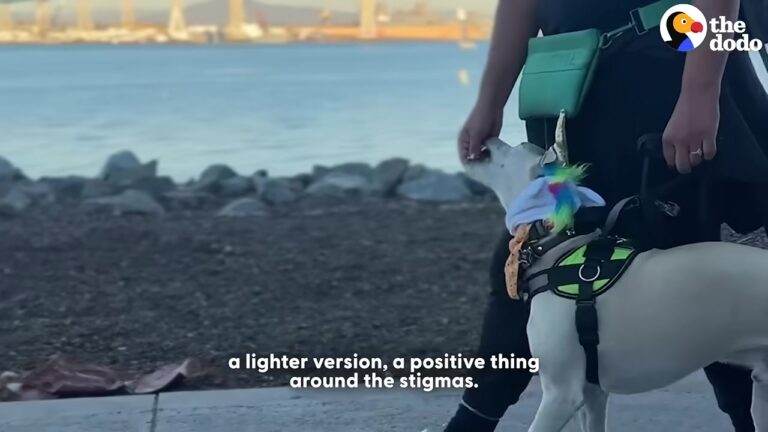 Frightened Mother Dog Was Abandoned With Her Baby On The Street, Leaving A Group Of Women Unsure What To Do