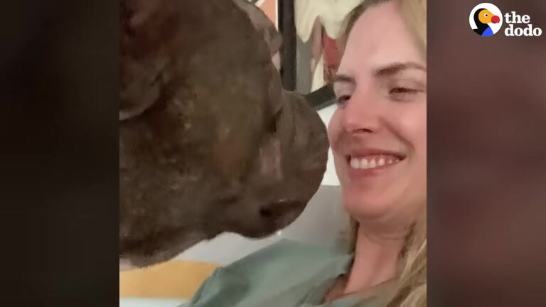 California Dogs Survive Unimaginable Hardships And Their Beautiful Second Chances Will Melt Your Heart