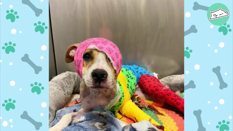 Tennessee Dog Survived The Unthinkable And Her Gentle Transformation Will Melt Your Heart
