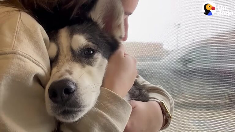 Determined Texas Husky Missy Slips Away From Home Before Her Vet Appointment And Heads Somewhere Unexpected