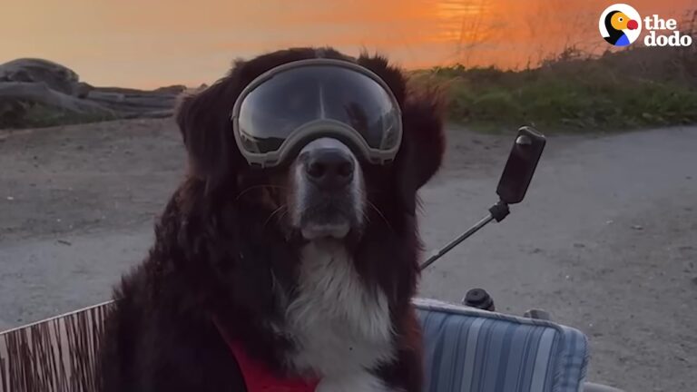 Washington Man Sold His House For His Dog, And Their New Daily Routine Is Pure Joy