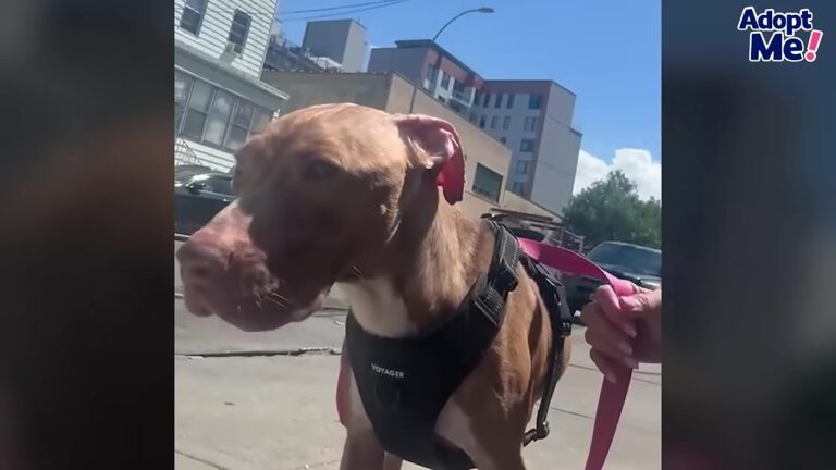 Weak Dog Was Left Alone On A New York Road After Being Neglected For Far Too Long