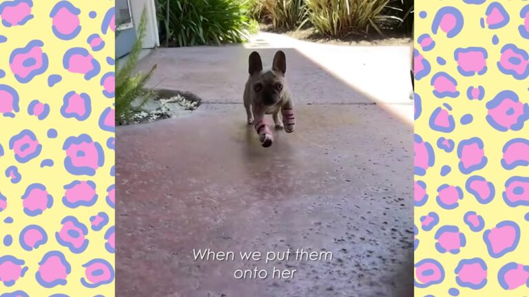 California Dog Born With Deformed Paws Gets The Tiny Gift She Needed To Run Free