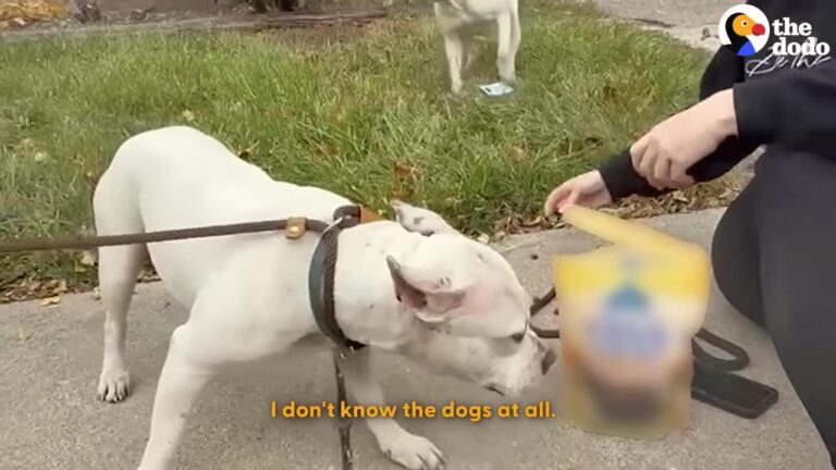 Frightened Stray Won’t Let Anyone Near Him On A Georgia Street Until Rescuers Make A Surprising Move