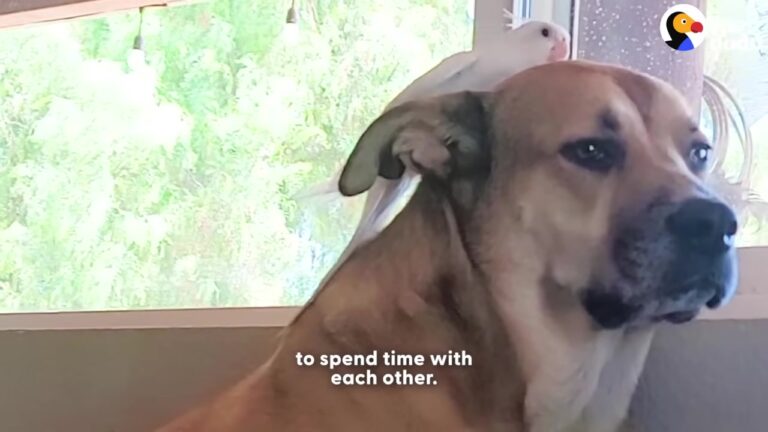 Scared California Bird Hid At The Back Of His Cage Until A Gentle Dog Showed Him How To Trust