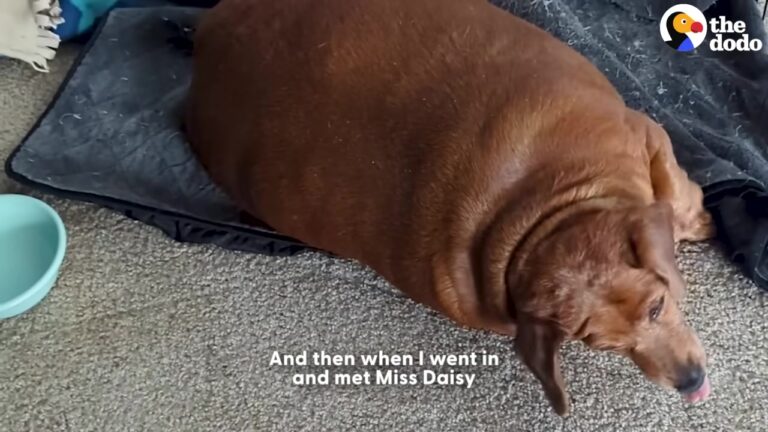 Heartbroken California Dog Could Barely Take Five Steps After Years Of Overfeeding