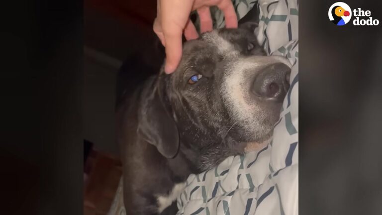 Colorado Couple Answers A Late-Night Rescue Call And Uncovers A Shy Dog Who Just Needed The Right Home