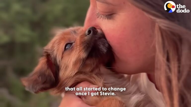 Heartbroken Colorado Woman Says Goodbye To Her Dog At The River Before Meeting A Puppy Who Changes Everything