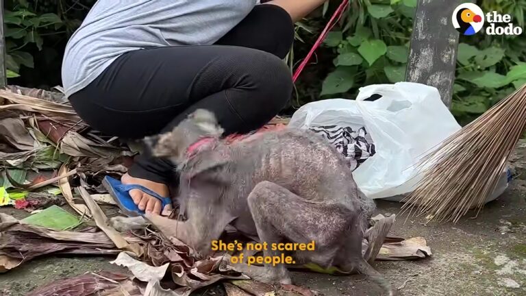 Sorrowful California Dog Was Left Tied To A Railing, Desperately Trying To Reach A Bag Of Rubbish