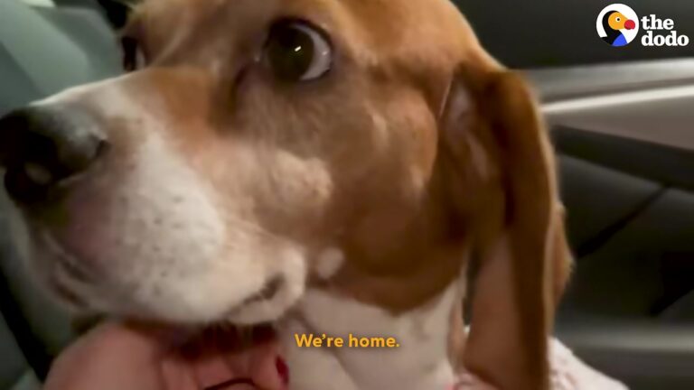 California Family Takes In Terrified Testing Facility Dog And Celebrate The Milestone They Never Expected