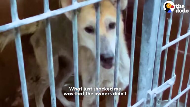 Texas Dog Locked In A Cement Box Surprises Rescuers With His Unbreakable Spirit