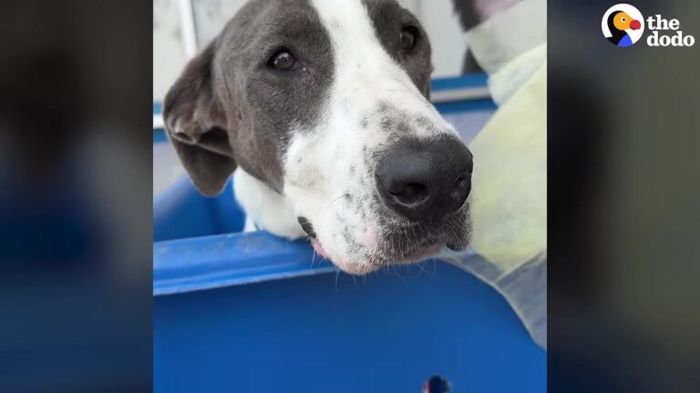 Texas Woman Adopts Sick Dog Sight Unseen, And One Special Meal Finally Changes Everything