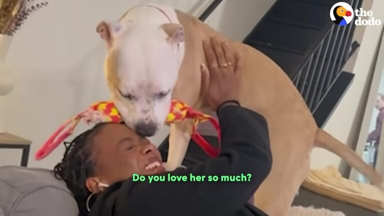 Terrified California Dog Faced An Uncertain Future In A Shelter When His Foster Family Got A Surprising Message
