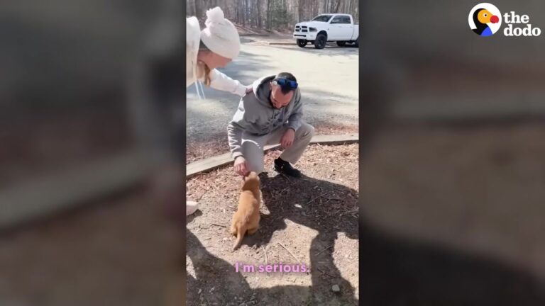 Ohio Man Spots A Sweet Puppy Beneath A Tree Before Someone Reveals A Surprise He Never Expected