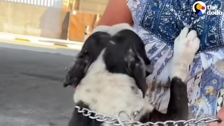 Lonely Texas Dog Was Begging Strangers For Food, Then A Woman Claimed She Knew Her