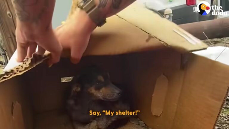 California Dog Found Hiding In A Soggy Cardboard Box Gets A Beautiful Surprise To Heal His Heart