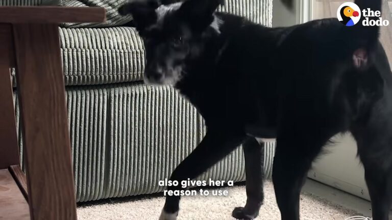 California Dog Was Facing Boredom At Home Until Her Owner Found Three Simple Ways To Brighten Her Day
