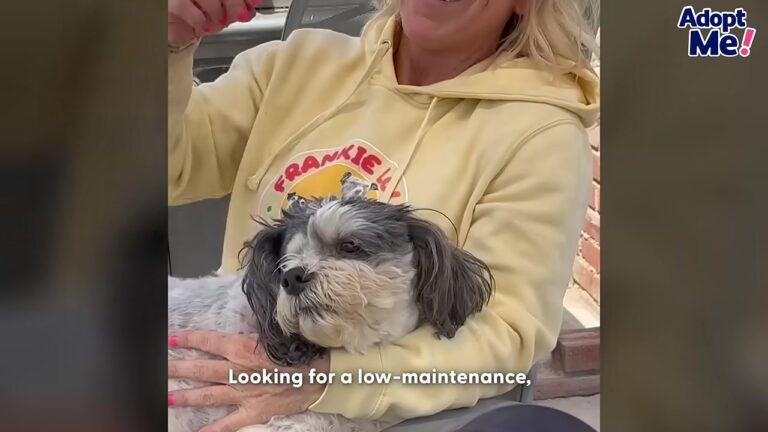 Heartbroken Blind California Dog Was Surrendered At 13, Then Someone Noticed Something About His Eye