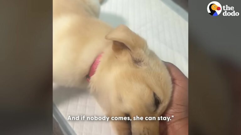 Woman Walking Her Dog Notices Something Alone On A Texas Neighborhood Street
