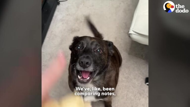California Dog Took A Simple DNA Test, And The Results Led To A Mind-Blowing Family Reunion