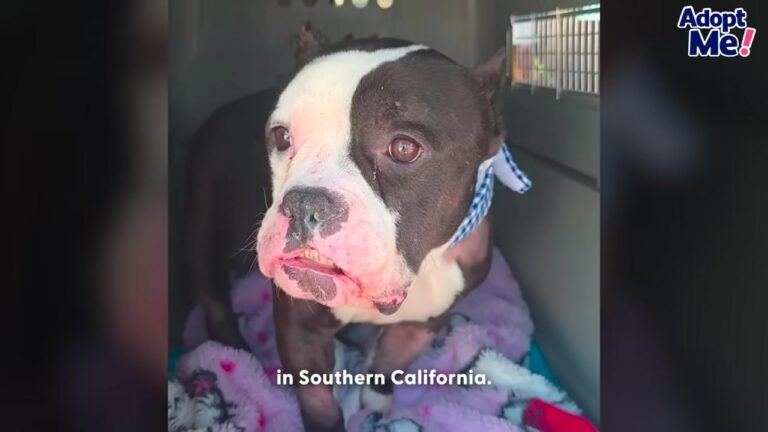 Frightened California Dog Stared From A Metal Cage As He Was Taken Toward The Shelter’s Final Procedure