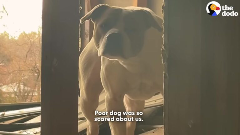 Terrified West Virginia Dog Was Trapped Upstairs In An Abandoned House, And One Narrow Staircase Stood Between Him And Safety
