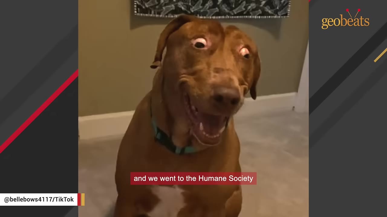 A happy brown dog looking directly up into the camera with wide eyes and an open mouth.