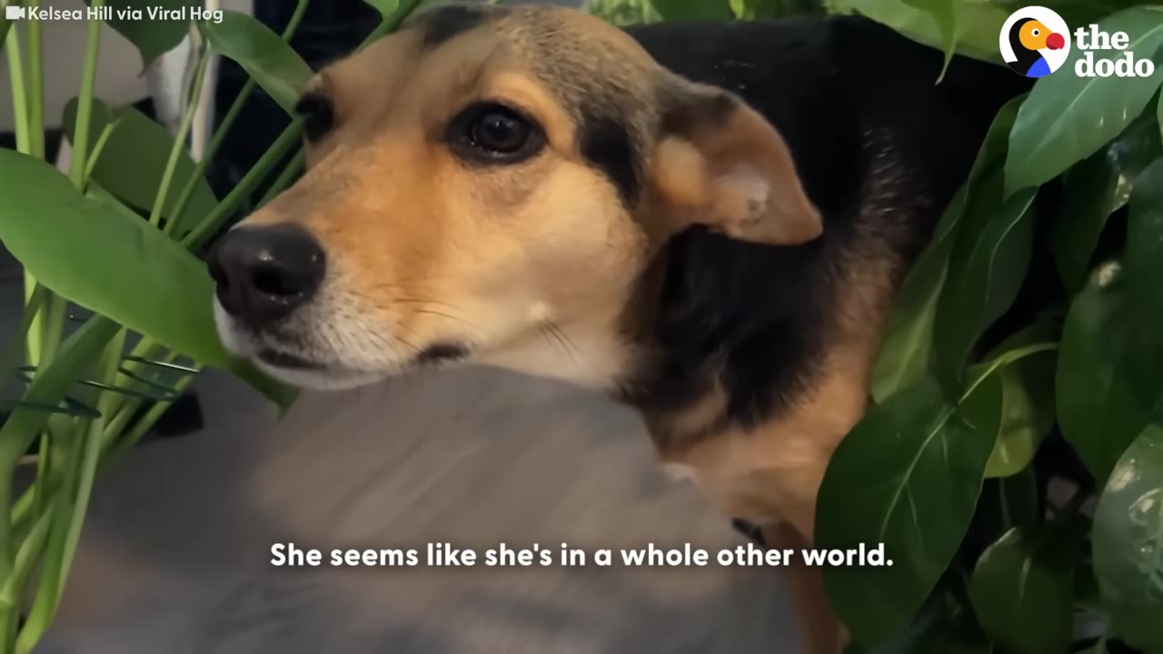 A close-up portrait of a tan and black dog peeking out from between lush green indoor plant leaves.