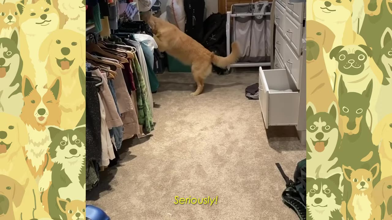A golden retriever stands on its hind legs to inspect clothes hanging in a closet.
